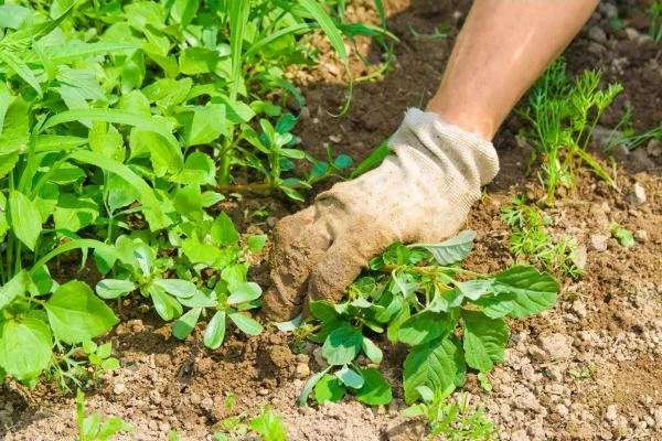 Entretien de jardin à Caumont-l'Éventé