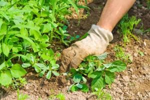 Entretien de jardin à Caumont-l'Éventé